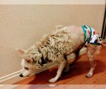 Small Photo #5 American Eskimo Dog Puppy For Sale in Pikesville, MD, USA