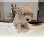 Small #13 Goldendoodle