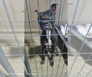 Patrick aka Lincoln - Male Holland Shepherd-Unknown Mix Dog for Adoption - Photo #4