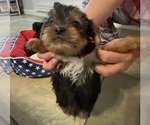 Small Photo #6 Yorkshire Terrier Puppy For Sale in RANCHO CORDOVA, CA, USA