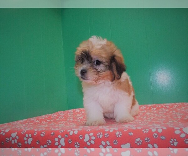 Medium Photo #4 Zuchon Puppy For Sale in PATERSON, NJ, USA