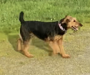 Mother of the Airedale Terrier puppies born on 07/24/2022
