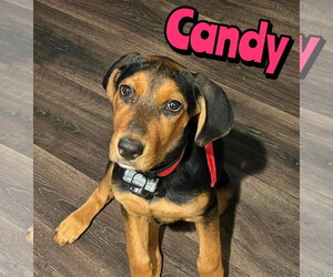 Rottweiler-Unknown Mix Dogs for adoption in Woodbury, NY, USA