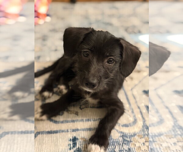 Medium Photo #1 Chihuahua-Unknown Mix Puppy For Sale in Wheaton, IL, USA