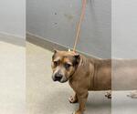 Small American Bulldog Mix