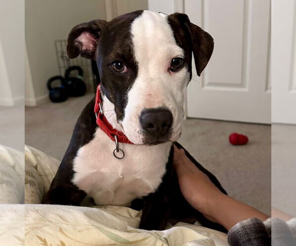 Medium Photo #2 Mutt Puppy For Sale in Canton, CT, USA