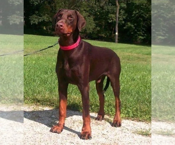 Medium Photo #8 Doberman Pinscher Puppy For Sale in BOUCKVILLE, NY, USA