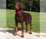 Small #7 Doberman Pinscher
