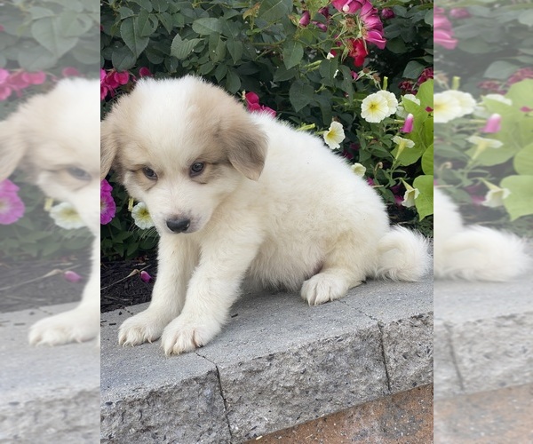 Medium Photo #2 Great Pyrenees Puppy For Sale in CANOGA, NY, USA