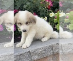 Small #1 Great Pyrenees