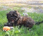 Puppy Caspian ShihPoo