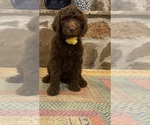 Puppy Daisy Goldendoodle