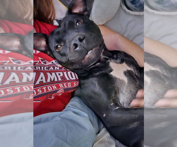 Medium Photo #10 American Staffordshire Terrier Puppy For Sale in Sayreville, NJ, NJ, USA