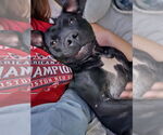 Small #9 American Staffordshire Terrier