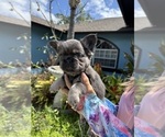 Small Photo #10 French Bulldog Puppy For Sale in LEHIGH ACRES, FL, USA