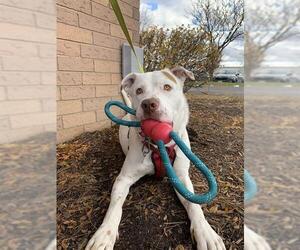 Olde Bulldog Dogs for adoption in London, Ontario, Canada