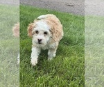 Small #4 Miniature Bernedoodle