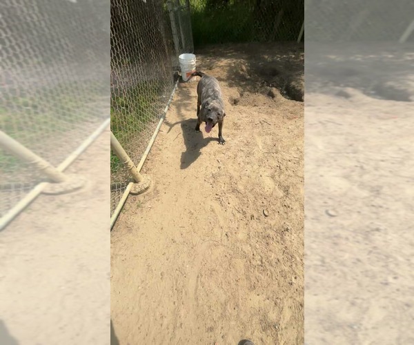 Medium Photo #14 Boxador Puppy For Sale in Orangeburg, SC, USA