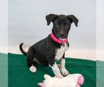 Small #4 Labrador Retriever Mix