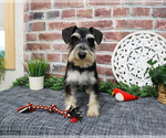 Small Photo #10 Schnauzer (Miniature) Puppy For Sale in SYRACUSE, IN, USA