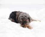 Small #59 Cockapoo