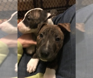 American Pit Bull Terrier-Bull Terrier Mix Puppy for sale in TOPEKA, KS, USA