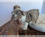 Small #35 Bulldog
