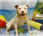 Small #2 American Pit Bull Terrier