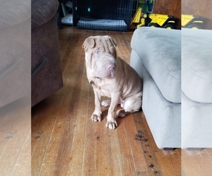 Chinese Shar-Pei Puppy for sale in LEXINGTON, NC, USA