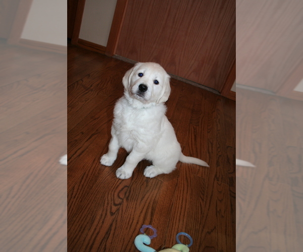 Medium Photo #3 English Cream Golden Retriever Puppy For Sale in MARSHFIELD, WI, USA