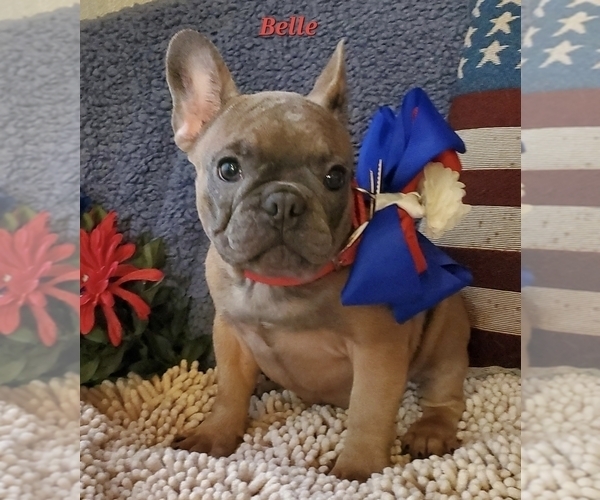 Medium Photo #2 French Bulldog Puppy For Sale in OTTAWA LAKE, MI, USA