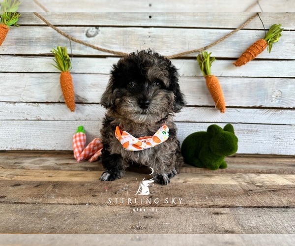 Medium Photo #8 Poodle (Toy) Puppy For Sale in SAINT AUGUSTINE, FL, USA