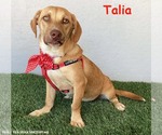 Small Dachshund-Labrador Retriever Mix
