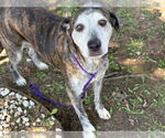 Small #1 American Pit Bull Terrier Mix