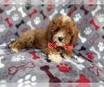 Small #1 Cavapoo (Miniature)