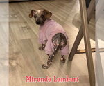 Small #12 Dachshund