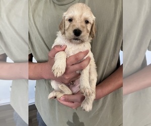 Goldendoodle Puppy for Sale in RUNAWAY BAY, Texas USA