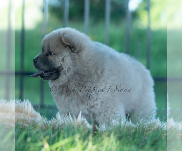 Medium Photo #20 Chow Chow Puppy For Sale in WARSAW, IN, USA