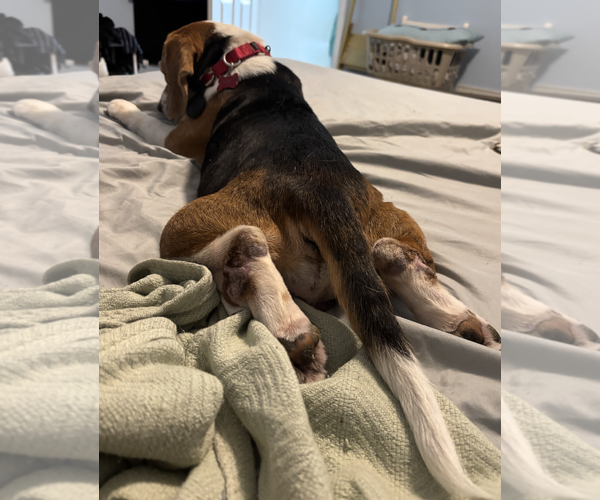 Medium Photo #5 Beagle Puppy For Sale in Tampa, FL, USA