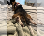 Small #4 Beagle