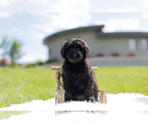 Miniature Australian Shepherd-Poodle (Toy) Mix Dog for Adoption in WARSAW, Indiana USA