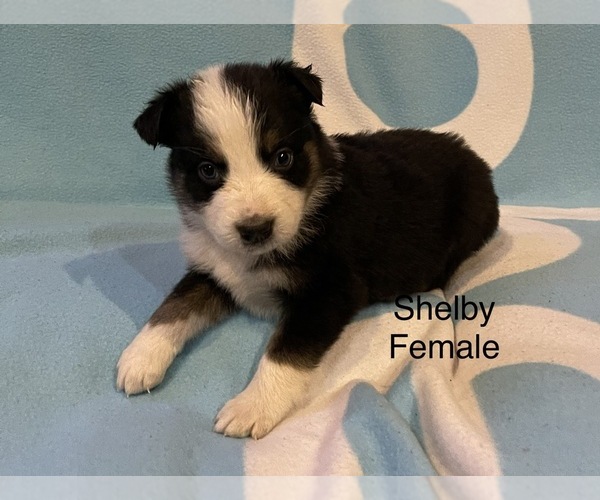 Medium Photo #1 Australian Shepherd Puppy For Sale in EXETER, MO, USA