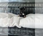 Puppy 5 French Bulldog