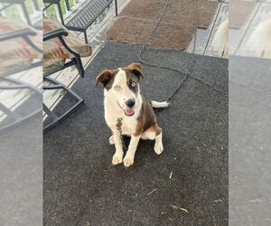 Australian Shepherd-Huskies  Mix Dogs for adoption in Coralville, IA, USA