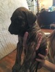 Small Photo #14 Great Dane Puppy For Sale in WEIRTON, WV, USA
