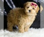 Small #3 Maltipoo