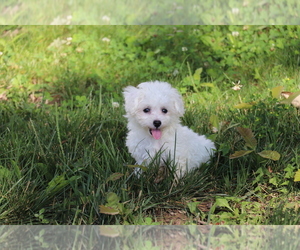 Poochon Puppy for sale in SHILOH, OH, USA