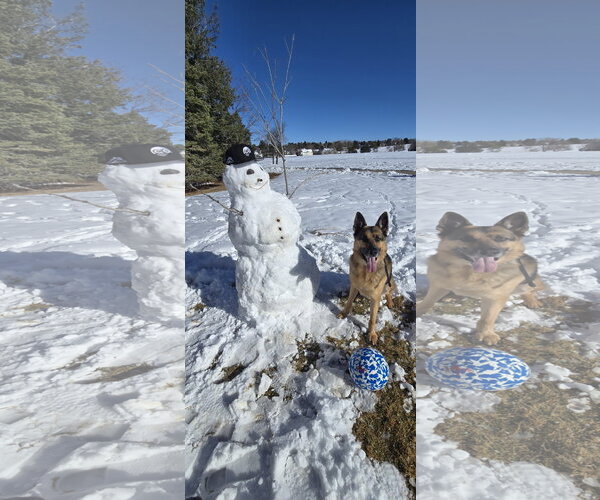 Medium Photo #3 German Shepherd Dog Puppy For Sale in Aurora, CO, USA