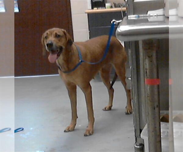 Medium Photo #2  Puppy For Sale in , 