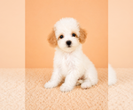 Small #3 Cavapoo (Miniature)